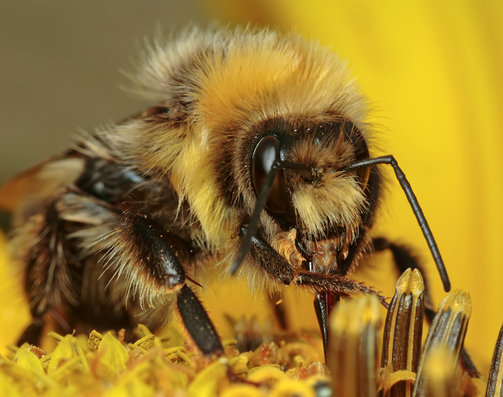 2008 (8) AUGUST Bombus lucorum feeding on a sunflower 